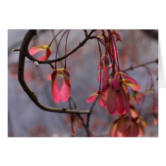 Red Maple Seeds Cards
