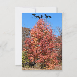 Red Maple Thank You Card