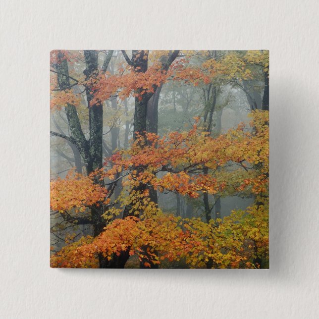 Red Maple tree, Acer rubrum, portrait in foggy Button (Front)