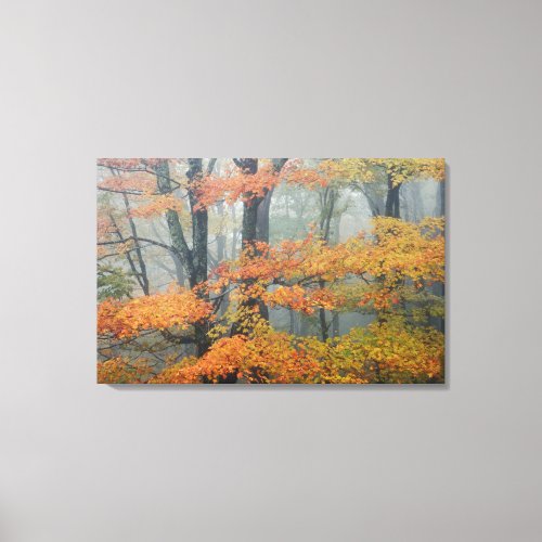 Red Maple tree Acer rubrum portrait in foggy Canvas Print