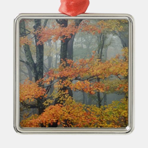 Red Maple tree Acer rubrum portrait in foggy Metal Ornament