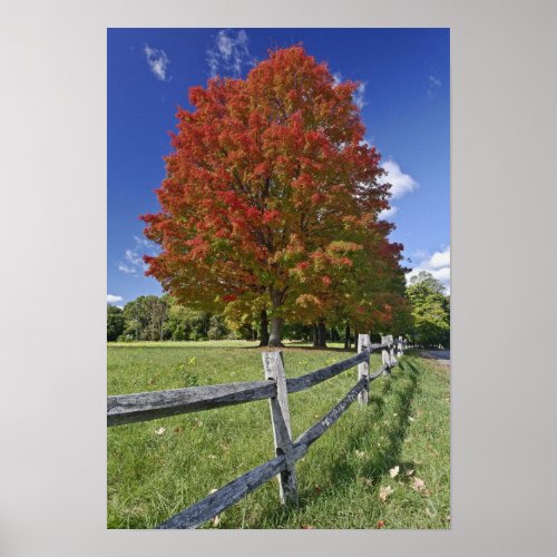 Red Maple tree in autumn colors near Concord 2 Poster