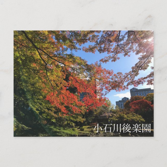 Red Maples at Japanese Garden Postcard (Front)
