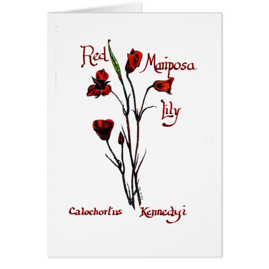 Red Marisposa Lily Cards (Front)