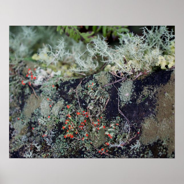 Red Matchstick Lichen Poster (Front)