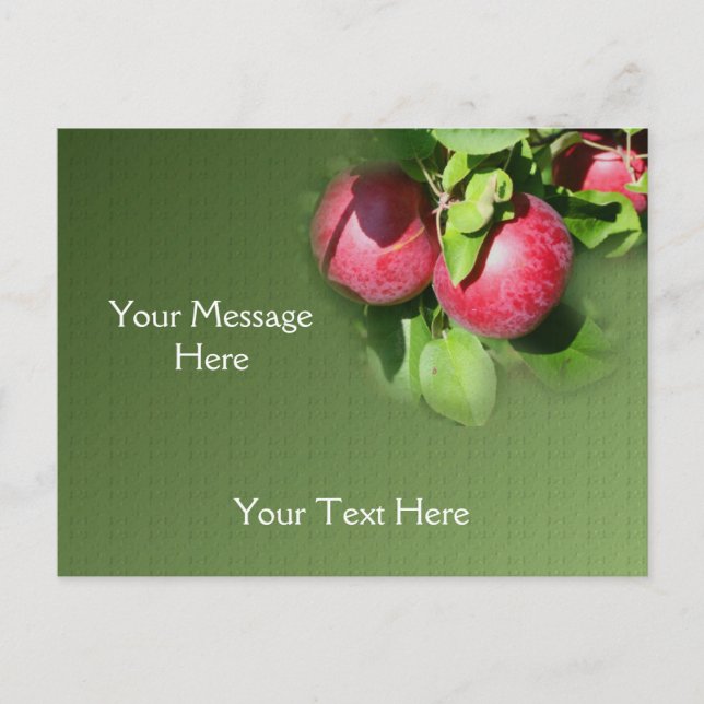 Red McIntosh Apples On Tree Nature Postcard (Front)