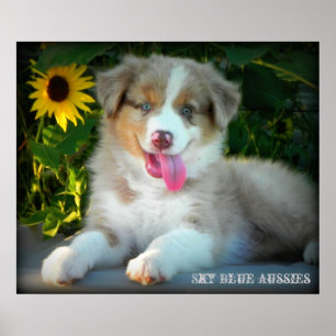 Red Merle 2 Australian Shepherd Poster