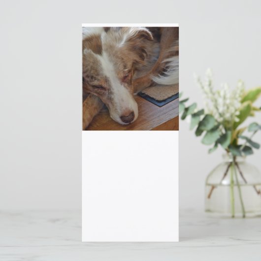 red merle aussie sleeping (Standing Front)