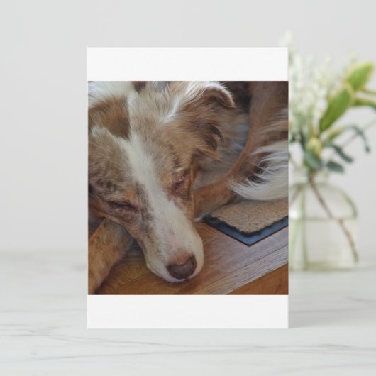 red merle aussie sleeping (Standing Front)