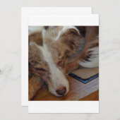 red merle aussie sleeping (Front/Back)