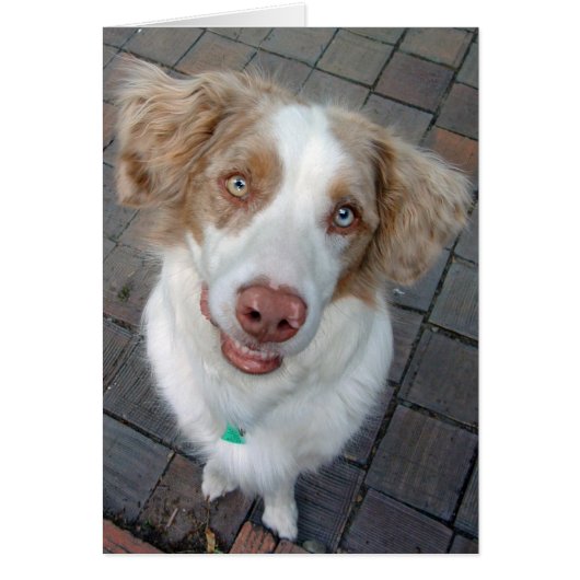 Red Merle Australian Shepherd Cards (Front)