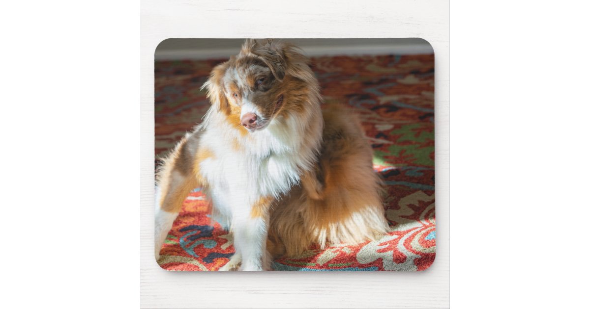 Red Merle Australian Shepherd Mouse Pad | Zazzle