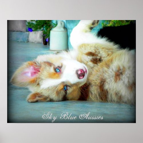 Red Merle Australian Shepherd Puppy Poster