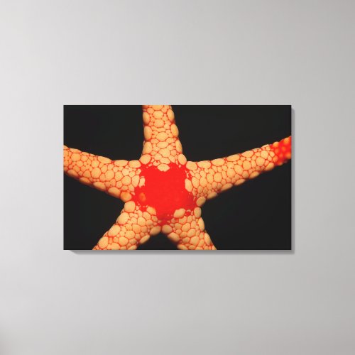 Red_mesh Starfish Fromia monilis Maldives Canvas Print