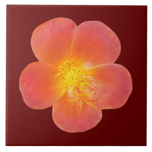 Red Moss Rose Flower on Ceramic Tile