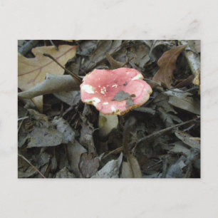 Red Mushroom Postcard