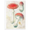 Red mushrooms morel faded distressed background