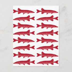 Red Muskie Postcard