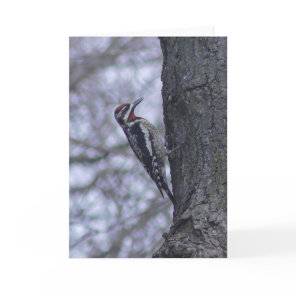 Red-naped Sapsucker Woodpecker Blank Card