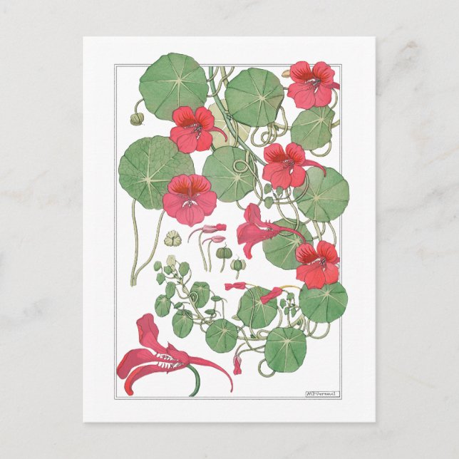 Red Nasturtiums | Antique Lithograph 1896 Poster Postcard (Front)