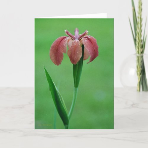 Red Native Louisiana Iris Card