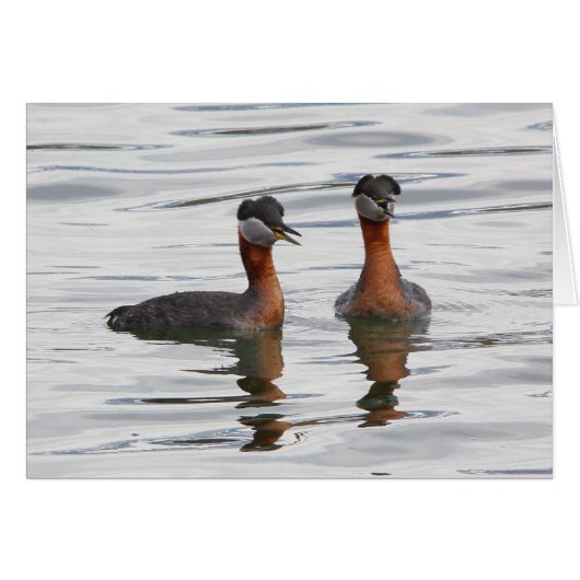 Red-necked Grebe III Cards (Front Horizontal)