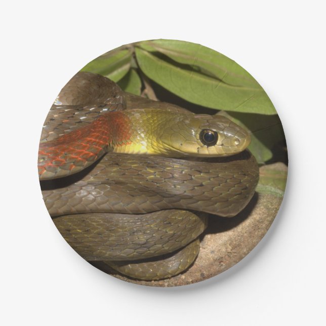 Red-necked keelback paper plates (Front)