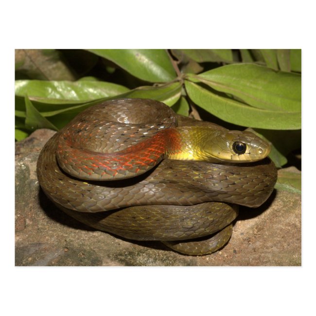 Red-necked keelback