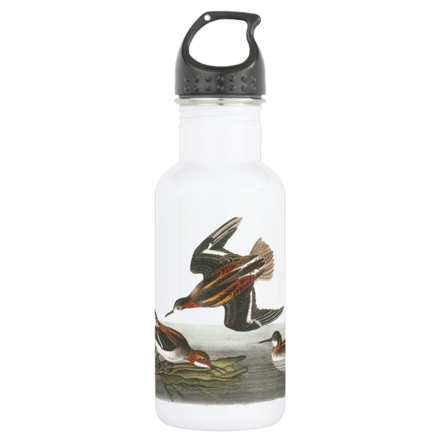 Red-necked Phalarope by Audubon Water Bottle (Front)