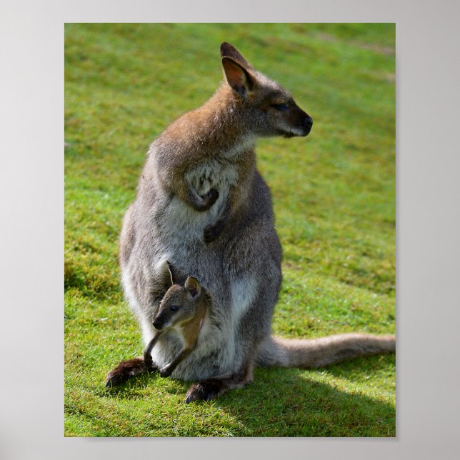 Red-necked wallaby and its joey poster (Front)