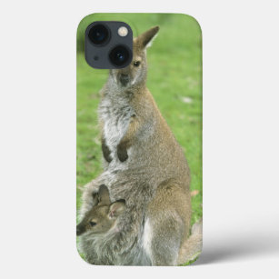 Red-necked Wallaby, Macropus rufogriseus), iPhone 13 Case