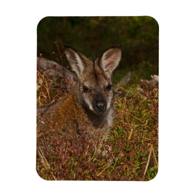 Red-necked wallaby magnet (Vertical)
