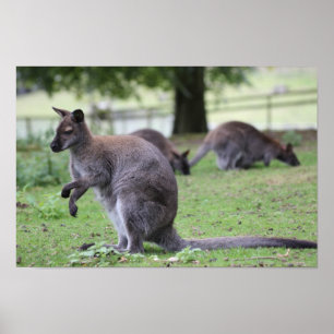 Red-necked Wallaby Poster