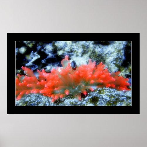 Red Neon Anemone with beautifier filter Poster