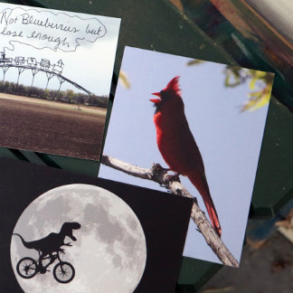 Red Northern Cardinal Bird Postcard