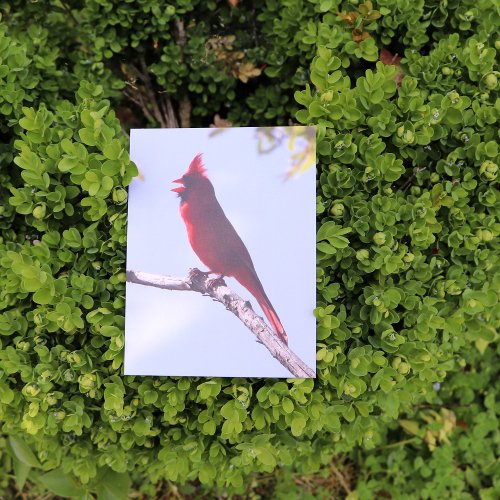 Red Northern Cardinal Bird Postcard