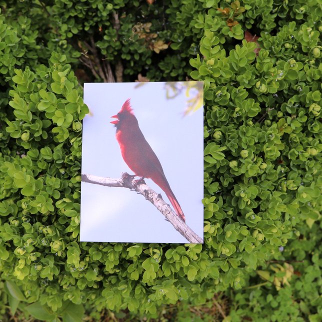 Red Northern Cardinal Bird Postcard (Creator Uploaded)