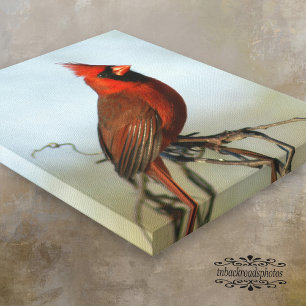 Red Northern Cardinal Canvas Print