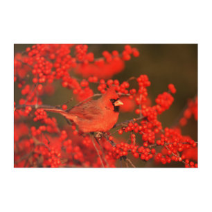 Red Northern Cardinal Male, IL Acrylic Print