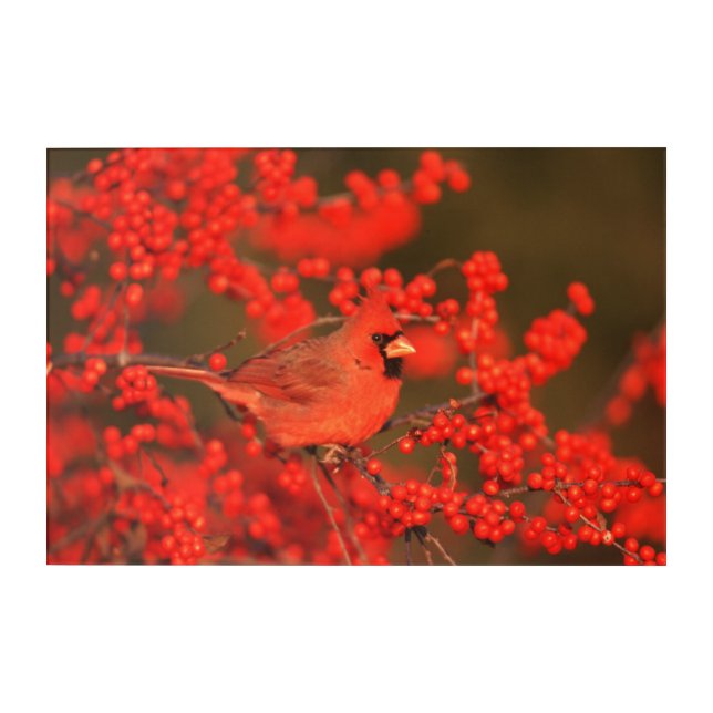 Red Northern Cardinal Male, IL Acrylic Print (Front)