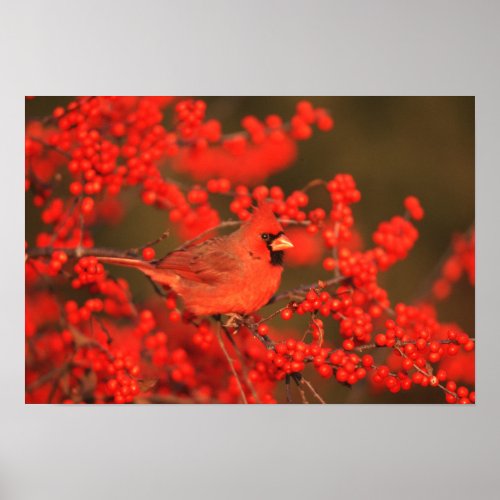 Red Northern Cardinal Male IL Poster