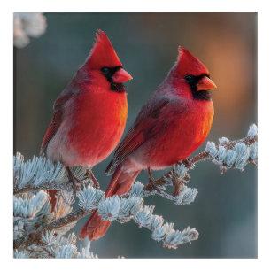 Red Northern Cardinals Perched on a Frosted Branch Acrylic Print