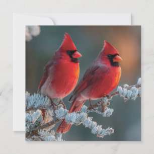 Red Northern Cardinals Perched on a Frosted Branch Holiday Card