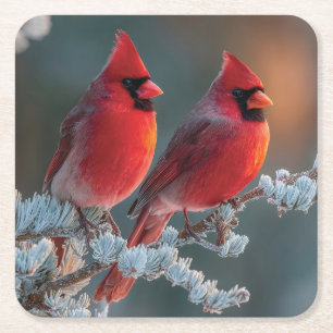 Red Northern Cardinals Perched on a Frosted Branch Square Paper Coaster