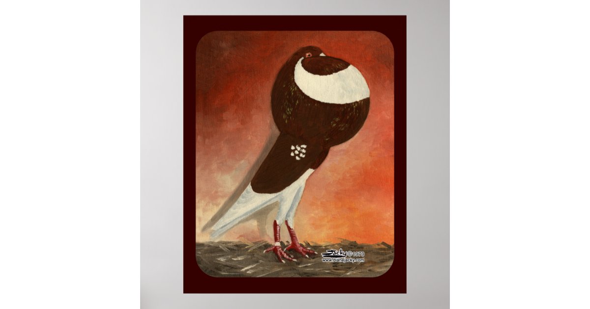 Red Norwich Cropper Pigeon Poster Zazzle