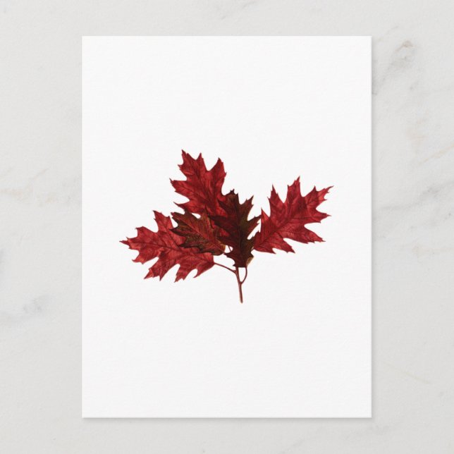 Red Oak Leaves Postcard (Front)