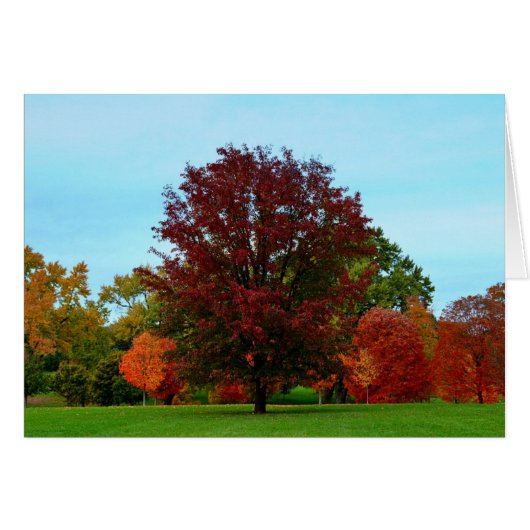 Red Oak Tree in Autumn Cards (Front Horizontal)
