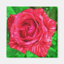 Red on Red Stripe Rose Magnet