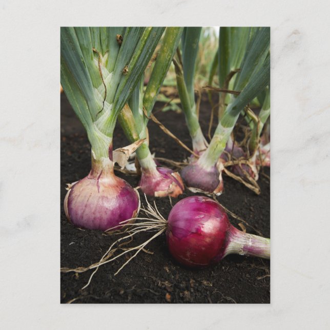 Red Onions Postcard (Front)
