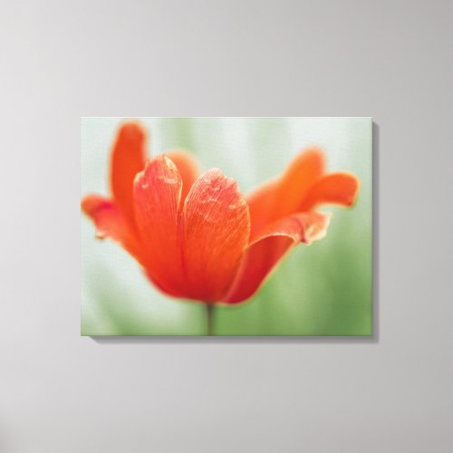 Red Open Tulip Flower On Green Nature Photography Canvas Print
